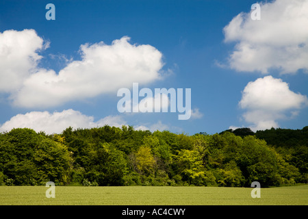 Wolken und blauer Himmel mit grünen Kornfeld an einem frühen Sommertag in West Sussex, England, UK Stockfoto