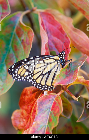 Monarchfalter Danaus Plexippus während Herbst Migration Yosemite National Park in Kalifornien Stockfoto