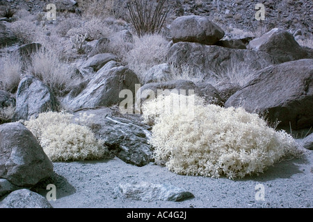 Palmen-Oase in Anza-Borrego Wüste in Infrarot Stockfoto