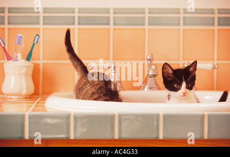 Kätzchen spielen im Waschbecken im Bad Stockfoto