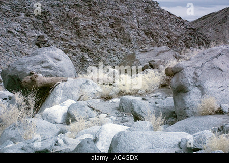 Palmen-Oase in Anza-Borrego Wüste in Infrarot Stockfoto