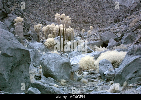 Palmen-Oase in Anza-Borrego Wüste in Infrarot Stockfoto