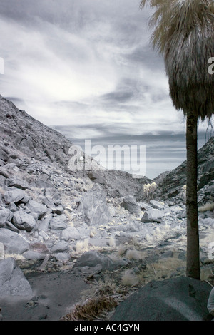 Palmen-Oase in Anza-Borrego Wüste in Infrarot Stockfoto