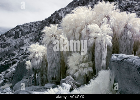 Palmen-Oase in Anza-Borrego Wüste in Infrarot Stockfoto