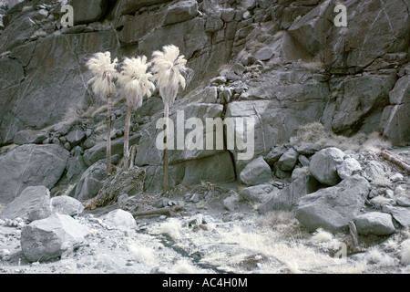 Palmen-Oase in Anza-Borrego Wüste in Infrarot Stockfoto