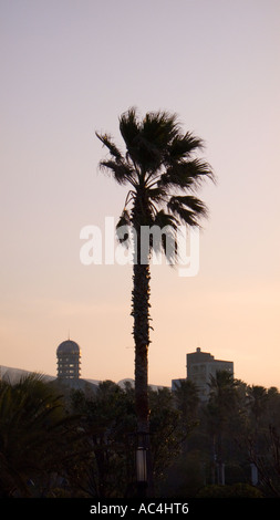 Einer riesigen Palme auf der Insel Jeju in Südkorea. Stockfoto