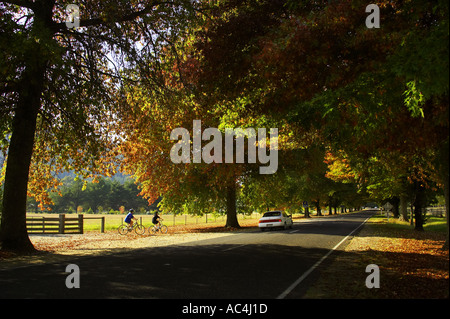 Radfahrer und Herbstfarben auf Avenue in hellen Victoria Australien Stockfoto