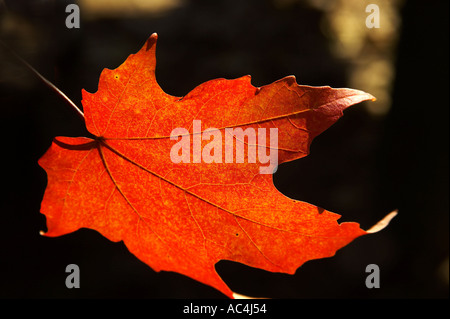 Ahornblätter im Herbst Bright Victoria Australien Stockfoto