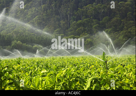 Tabak-Ernte in der Nähe von Bright Victoria Australien Stockfoto