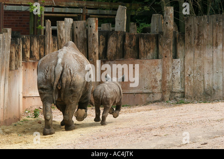 Weibliche schwarze Nashorn Rhinoceros in Gefangenschaft mit kleinen Baby Nashorn neben ihr in Paignton Zoo Devon England UK Stockfoto