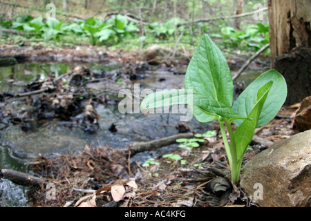 Feuchtgebiete Stream und Skunk Cabbage Symplocarpus foetidus Stockfoto