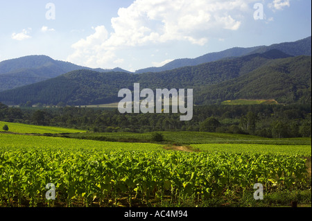 Tabak-Ernte in der Nähe von Bright Victoria Australien Stockfoto