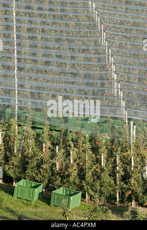 Baumreihen Vinschgauer Apfel unter Schutznetze mit leeren Kisten, Südtirol, Italien Stockfoto