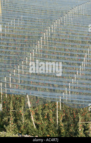 Baumreihen Vinschgauer Apfel unter Schutznetze mit leeren Kisten, Südtirol, Italien Stockfoto