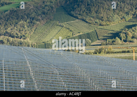 Vinschgau Apfelbäume unter Schutznetze, Südtirol, Italien Stockfoto