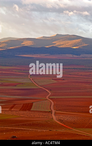 Olivenbäume Felder. Almonacid del Marquesado. Route des Don Quijote. Cuenca Provincia. Kastilien-La Mancha. Spanien Stockfoto