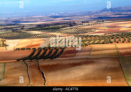 Olivenbäume Felder. Almonacid del Marquesado. Route des Don Quijote. Cuenca Provincia. Kastilien-La Mancha. Spanien Stockfoto