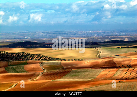 Olivenbäume Felder. Almonacid del Marquesado. Route des Don Quijote. Cuenca Provincia. Kastilien-La Mancha. Spanien Stockfoto