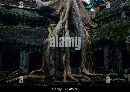 Enorme Kapok-Baum webt ihre Wurzeln in Ta Prohm Tempel Angkor Wat, Kambodscha Stockfoto