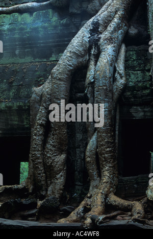 Enorme Kapok Wurzeln Umschlag Ta Prohm Tempel Angkor Wat Komplex Kambodscha Stockfoto