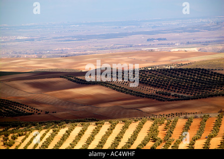 Olivenbäume Felder. Almonacid del Marquesado. Route des Don Quijote. Cuenca Provincia. Kastilien-La Mancha. Spanien Stockfoto