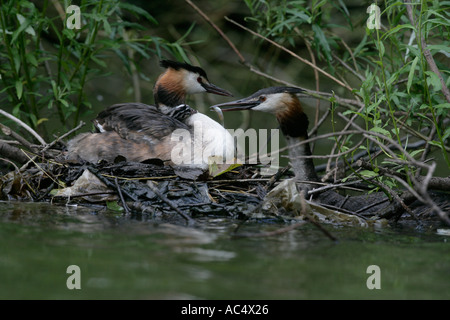 HAUBENTAUCHER Podiceps cristatus Stockfoto
