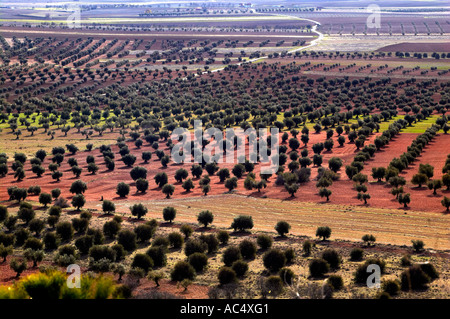 Olivenbäume Felder. Almonacid del Marquesado. Route des Don Quijote. Cuenca Provincia. Kastilien-La Mancha. Spanien Stockfoto