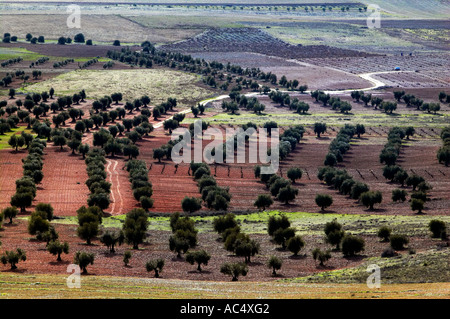 Olivenbäume Felder. Almonacid del Marquesado. Route des Don Quijote. Cuenca Provincia. Kastilien-La Mancha. Spanien Stockfoto