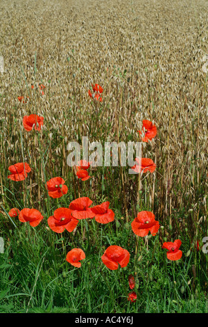 Rote Mohnblumen im Kornfeld, Touraine, Frankreich. Stockfoto