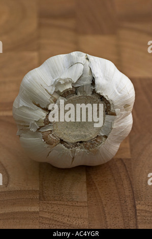 Knoblauch Allium sativum Stockfoto