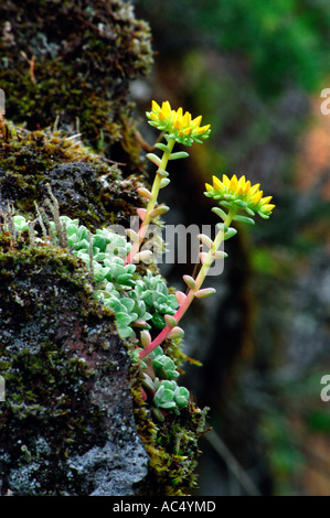 Fetthenne (Sedum Oregano) - ein zäher Bewohner von Felsen und Klippen. Stockfoto