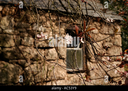 Alte Scheune mit Pflaumenblüte, nr. Später, Cornwall UK Stockfoto