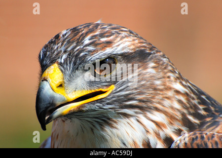 Kopf und Schultern Porträt einer eisenhaltigen Bussard Buteo Regalis vor einem einfarbigen Hintergrund starrte geradeaus hautnah Stockfoto