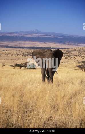 Elefanten im Lewa Downs Kenia Ostafrika Mount Kenia können im Hintergrund gesehen werden Stockfoto