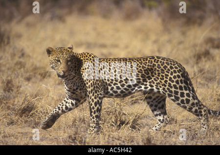 Leopard auf der Pirsch Samburu National Reserve Kenia in Ostafrika Stockfoto