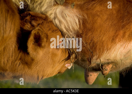 dh Cattle ANIMALS UK Kalb Mutterkühe trinken Euter Landwirtschaft Kuh Muttermilch Neugeborene Fütterung Stockfoto