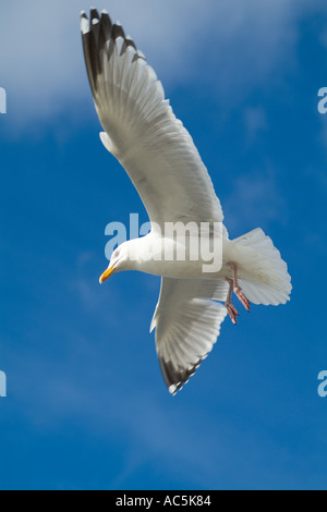 dh Europäische Heringsmöwen MÖWEN MÖWEN SCHOTTLAND Schottischer Vogel Larus argentatus Flug fliegende Möwe britische Möwe Seevögel Seevögel uk Stockfoto