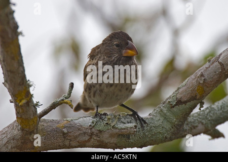 Mittelfein gemahlenen Finch auf San Cristobel Galapagos-Inseln Stockfoto