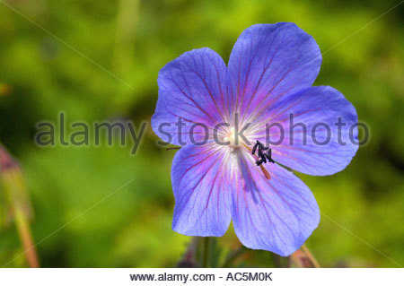 Geranie erianthum Stockfoto