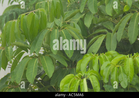 Regen fällt auf tropischen Schefflera Zierbaum in Florida Umbrella Tree Stockfoto