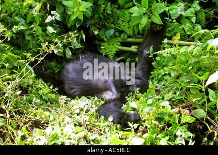 Berggorillas, schlafend, Gorilla Gorilla beringei Stockfoto