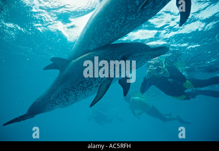 Atlantic spotted Dolphin Kalb Stenella Frontalis Bahamas Atlantik Stockfoto