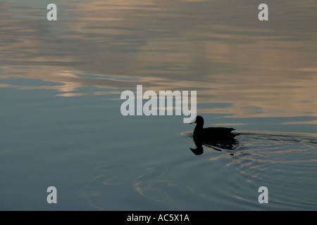 Altrosa Moorhen Gallinula tenebrosa Stockfoto