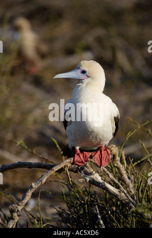 Red footed Sprengfallen Sula Sula Websteri Galapagosinseln Tölpel Darwin Südamerika Vögel Vogel Seevogel Stockfoto