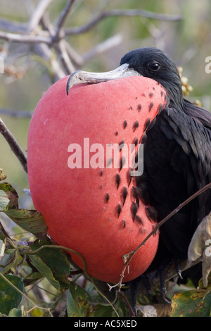 Herrliche Fregattvogels Fregata magnificens Stockfoto