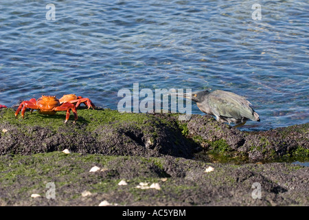 Lava Heron Jagd Sally lightfoot Krabben Galapagos-Inseln Stockfoto