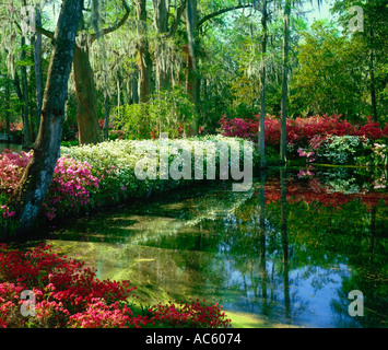 Magnolia Gardens in der Nähe von Charleston South Carolina USA Stockfoto