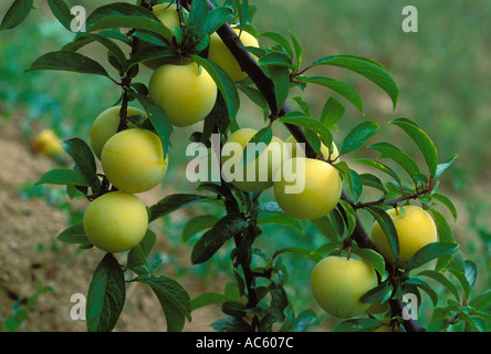 Pflaumen "Regina Claudia". Nahaufnahme reifer Früchte am Baum (Prunus Domestica) Stockfoto
