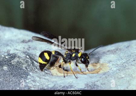 Gesundheit Potter Wasp, Eumenes coarctatus. Er macht sein Nest mit Schlamm Stockfoto