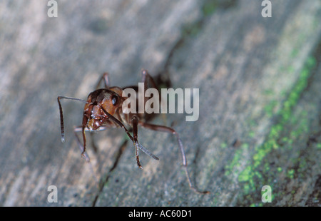 Europäische Rotholz-Ant, Formica rufa. Reinigen der Antennen Stockfoto